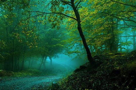 Hd Wallpaper 4k Fog Pathway Forest Spring Tree Plant
