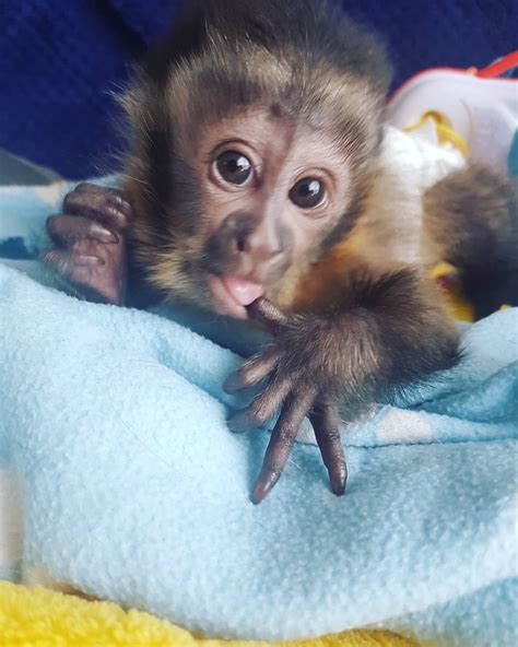 Pin On Capuchin Monkeys Wild Animals Pet Stores