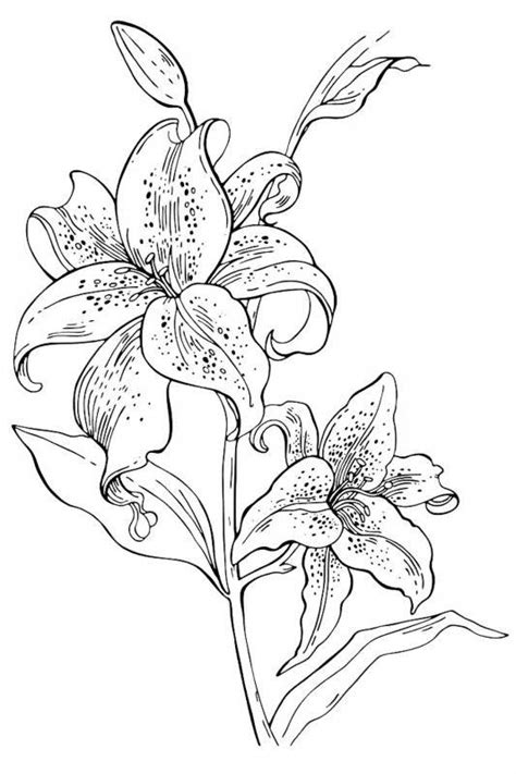 Desene Cu Flori Frumoase De Colorat Planșe și Imagini De Colorat Cu