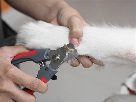 Cómo Cortar Las Uñas A Un Perro Razas Y Perros