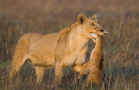 A Lioness With Prey Teaching Her Cubs To Hunt On The African Savanna