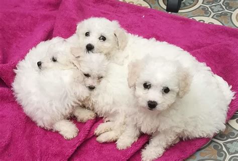 23+ Bichon Frise Puppies For Adoption - l2sanpiero