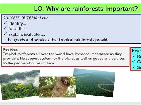 L3 Why Is The Rainforest Important Teaching Resources