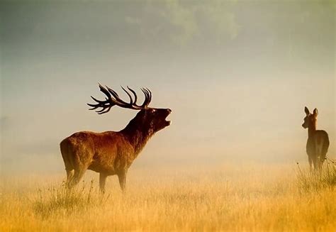 Red Deer Stag Roaring In Mist At Sunrise Richmond Park Uk 8184260