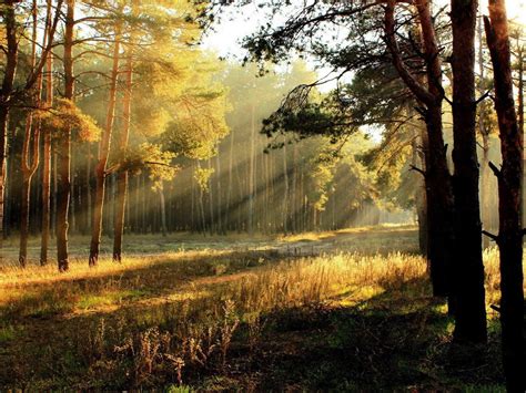 Morning Sunshine Forest Autumn Landscape Widescreen Wallpaper Preview