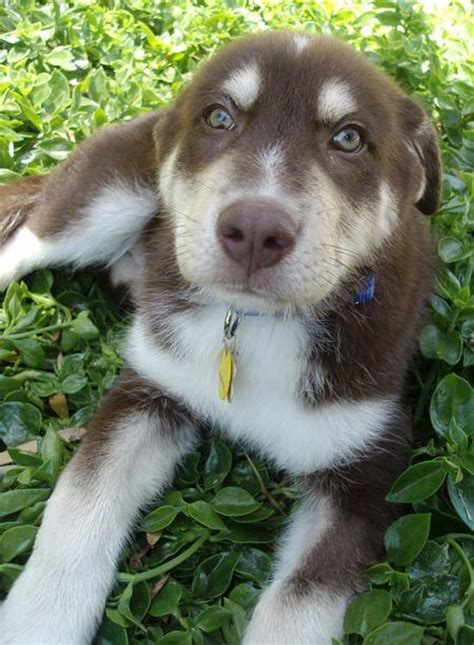 Each litter will vary with the different traits being acquired from each parent. Australian Shepherd & Siberian Husky Mix: Info, Pictures ...