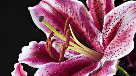 Lily Flowers Photography Desktop Wallpaper 1920x1080 Download