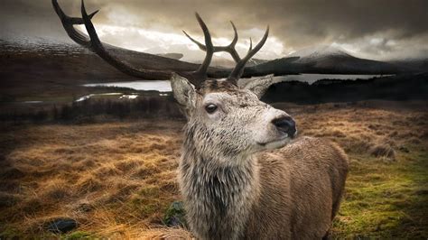 Close Up Of A Red Stag In The Scottish Highlands Peapix