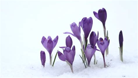 Crocus Flowering From Snow Stock Footage Video 100 Royalty Free 3629564 Shutterstock