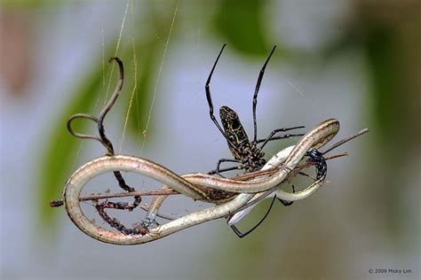 Have you ever wondered if chickens eat ticks and spiders? What do Spiders eat? Chickens? Snakes? Lizards? | Animals ...