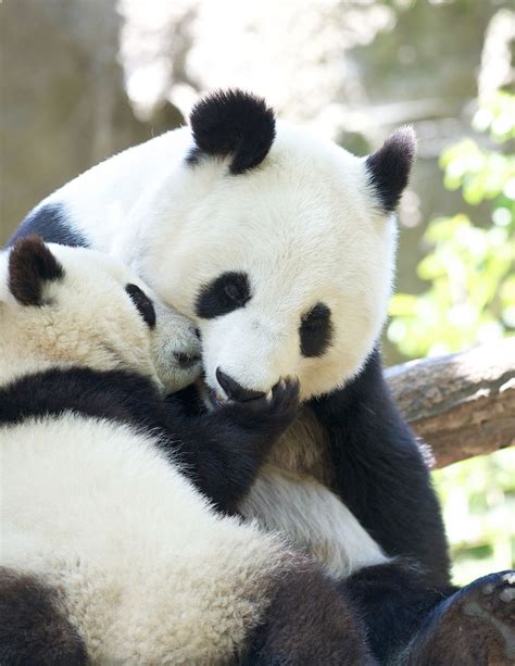 Fluffy Panda Panda Hug Panda Love Cute Panda Koala Bear Nature