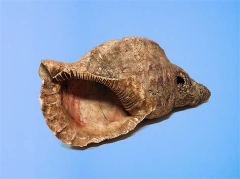 Alat musik papua ini juga dikenal memiliki keunikan tersendiri dengan ukiran seni khas provinsinya. ALAT MUSIK TRADISIONAL IRIAN JAYA (PAPUA)