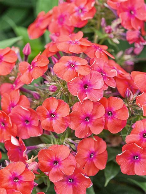 Coral Flame Garden Phlox Potted Gardeners Supply In 2022