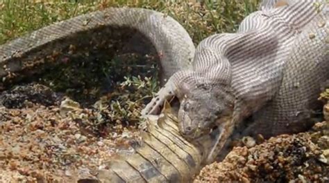 Amazing Pictures Of Snake Eating Crocodile News