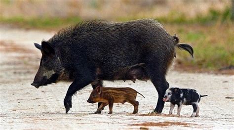 What Do Feral Pig Maps Say About The Feral Pig Population In The Usa