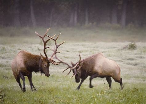 Elk Images Elk Pictures Animal Pictures Deer Wallpaper North