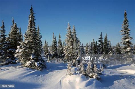 Tundra Trees Photos And Premium High Res Pictures Getty Images