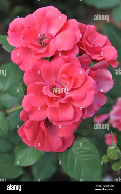 Pink Floribunda Rose Rose Buismans Triumph Bloom In A Garden In July