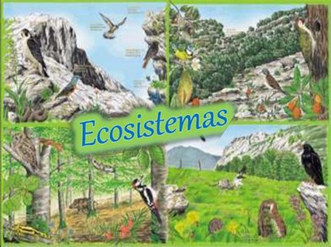 Ecosistemas Terrestres Science Quizizz The Best Porn Website