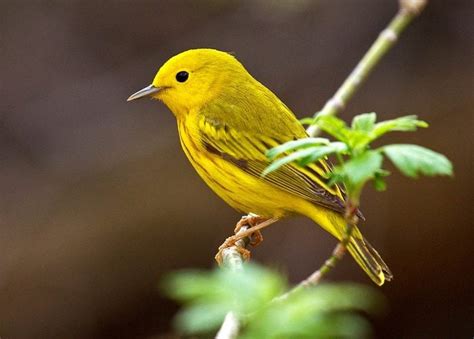25 Small Yellow Birds In Colorado With Pictures