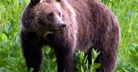 Federal Officials Reject Idahos Petition To Delist Grizzly Bears As