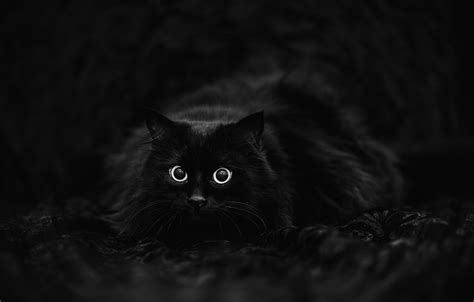 Обои кот чёрный фон чёрный кот картинки на рабочий стол раздел кошки