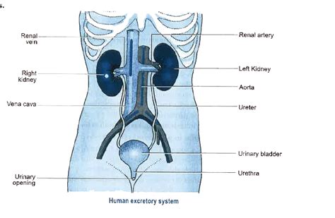 Draw And Label The Parts Of The Human Excretory System