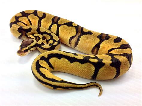 Orange Dream Pastel Morph List World Of Ball Pythons