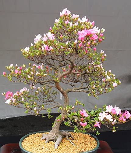 🍒 Bonsái De Cerezo Japonés Prunus Serrulata Sakura