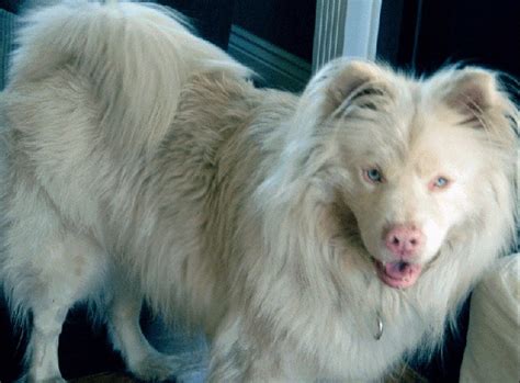 Are Albino Dogs Rare