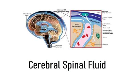 Cerebral Spinal Fluid Definition 3 Locations Flow Function And
