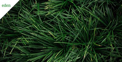 Identify Your Grass Grass Types Eden Lawn Care And Snow Removal