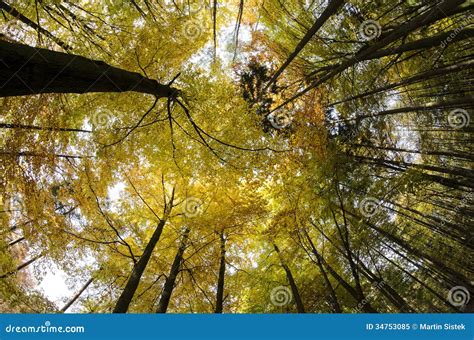 Autumn Forest Trees Stock Image Image Of Look Landscape 34753085