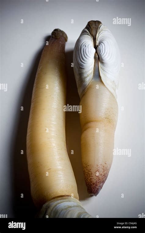 Geoduck Clam On Sale At Tsukiji Market Tokyo An Example Of The
