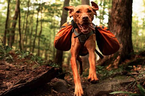Out and About: Walks, Hikes, and Outdoor Activities With Your Dog | The