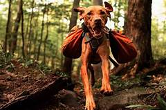 The Ultimate Adventure For Pet And Owner Discover Pet Barn Venturas Pet Friendly Hiking Trails