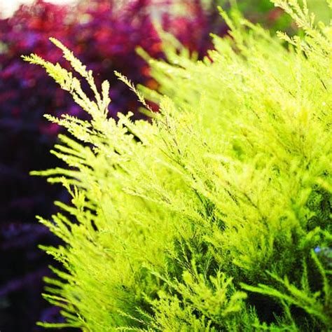 Coleonema pulchrum 'sunset gold' (diosma pulchra). Coleonema pulcellum 'Sunset Gold'- tucked in landscape in ...