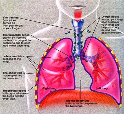 There are four types of mesothelioma. Knowing Further Fifth Mesothelioma Cancer Types - The ...