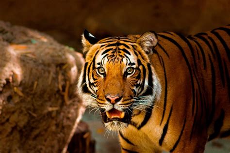 Tiger Animal Nature Free Photo On Pixabay
