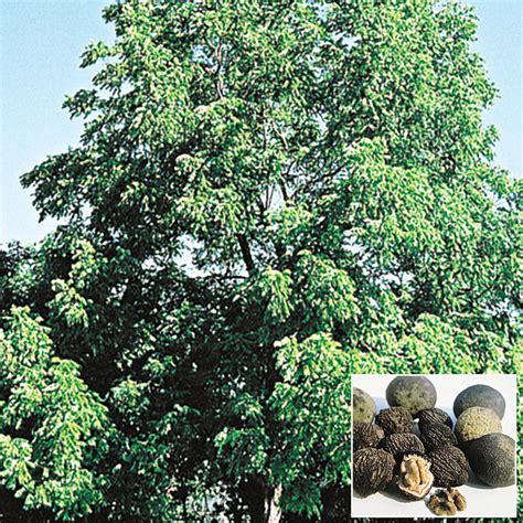 Black Walnut Tree Gurneys Seed And Nursery Co