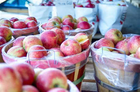 Download this free photo about red apple in basket, and discover more than 7 million professional stock photos on freepik. Large Bushel Basket Full Of Fresh Locally Grown Red Apples ...