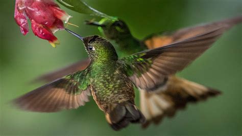 National Geographic Hummingbirds PREMIUM 4K Windows 10 Theme | Free ...