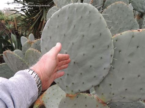 A cactus' thick, waxy skin and sharp spines are simply the plant's way of fending off predators and surviving in an environment of scorching sun, pitiless you will likely remain unscathed when you hike at saguaro national park near tucson , arizona. PlantFiles Pictures: Opuntia Species, Prickly Pear Cactus ...