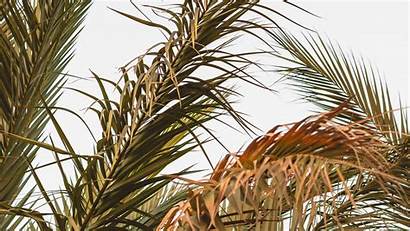 Palm Leaves Branches Tropical Plant Ultrawide Background