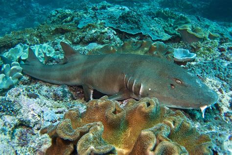 The Brown Banded Bamboo Shark Whats That Fish