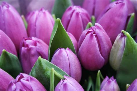 Purple Tulips ~ Guide To Growing Your Own Thriving Beautiful Tulips