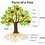 Parts Of A Tree And Their Functions  Science Facts