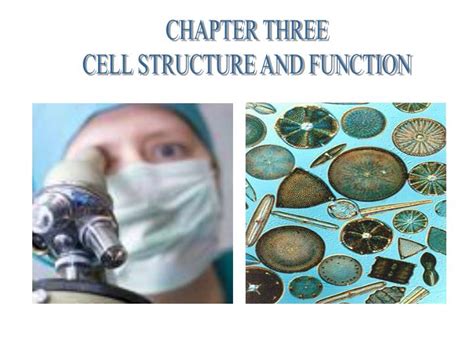 Ppt Chapter Three Cell Structure And Function Powerpoint Presentation