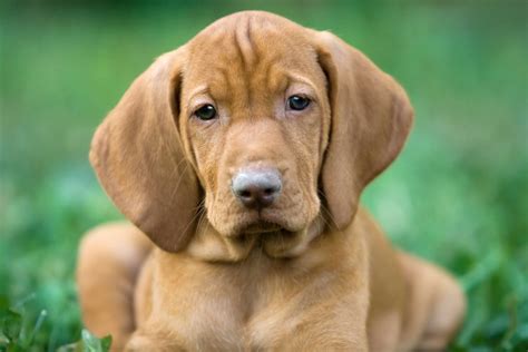 What Is The Best Dog Food For A Vizsla
