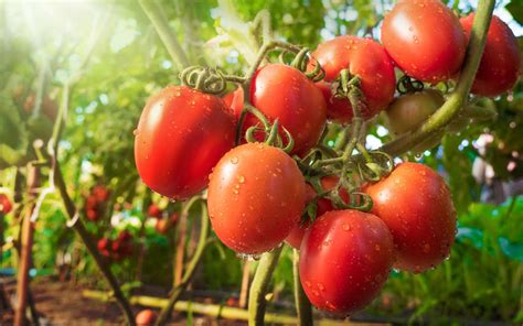 Définition Tomate
